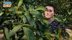 Melisa’dan ceviz üreticilerine çağrı…