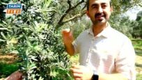 ZEYTIN ÜRETİCİLERİNE HALKALI LEKE UYARISI.
