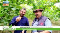 FINDIK BAÇESİNDEN KARELER