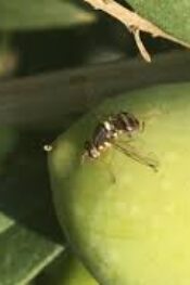 Zeytin Sineğine Dikkat! Emekleriniz heba olmasın