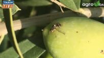Zeytin Sineğine Dikkat! Emekleriniz heba olmasın
