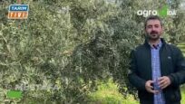 ZEYTİN ÜRETİCİLERİ İÇİN ÇOK ÖNEMLİ