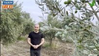 ZEYTİN ÜRETİCİLERİNE MUSTAFA KAÇMAZ’DAN SON ÇAĞRI