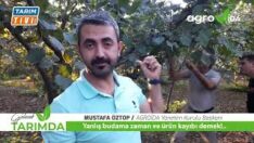 40 DÖNÜMDEN 11 TON FINDIK ALDI