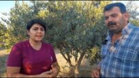 Çalıya dönen zeytin bahçesini nasıl kurtardı.