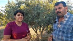 Çalıya dönen zeytin bahçesini nasıl kurtardı.