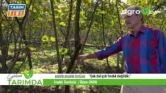 FINDIK ÜRETİCİSİ DOĞAN,; “ÇOK DAL ÇOK FINDIK DEĞİL”