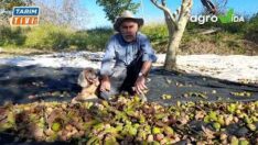 Tüccar Kilosuna 130 TL Teklif verdi..