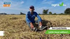 YENİ ÇEŞİT BALDO BAFRAYI SEVDİ