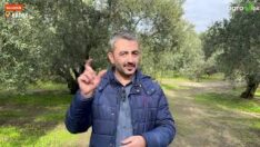 ZEYTİNDE HASAT SONU UYGULAMANIN ÖNEMİ..