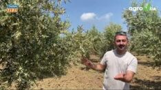 Agroida Zeytinde 6. Uygulamanın ölçülerini yayınladı.