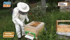 ARI ÖLÜMLERİNİ NASIL ÖNLERİZ İŞTE YANITI