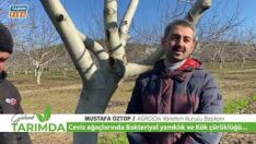 Bu uygulama ile Ceviz ağaçlarınız kesilmekten kurtulacak.