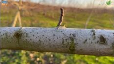 Ceviz ağaçlarında kış uykusu öncesi neler yapılmalı