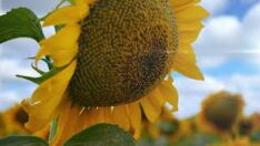 TARIMIN DÜNYAYA AÇILAN PENCERESİ