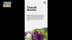 ÜZÜM BAĞLARINDA GÜBRELEME