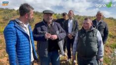 ZEYTİN AĞAÇLARINDA BUDAMANIN PÜF NOKTASI 1. BÖLÜM