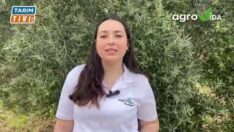 ZEYTİN ÜRETİCİLERİNİN DİKKATİNE!