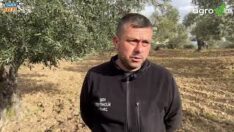 ZEYTİN ÜRETİCİSİ HASAN SEZER BU UYGULAMA İLE AYNI AĞAÇTAN HER YIL ARTARAK ÜRÜN ALMAYI NASIL BAŞARDI