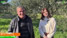 Zeytin üreticisi Mehmet Saçık konuştu!