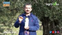 ZEYTİN ve SÜRGÜN