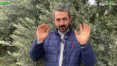 Zeytinde 2. Uygulamada neyi ne kadar kullanacağız?