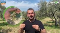 ZEYTİNDE 4 UYGULAMA ZAMANI
