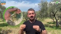 ZEYTİNDE 4 UYGULAMA ZAMANI