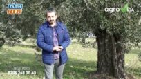 Zeytinde ikinci uygulama vakti geldi. Neler yapılmalı?