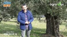 Zeytinde ikinci uygulama vakti geldi. Neler yapılmalı?