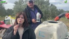 Zeytinde uygulama nasıl yapılmalı ?