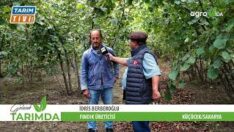 Fındık Hasadı Başladı 2024