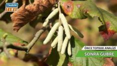 FINDIK BAHÇELERİNDE GÜBRELEME, ŞEKİL ve VERİM BUDAMASI