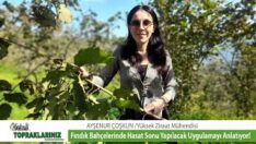 FINDIK ÜRETİMİNDE YAN DALLARIN ÖNEMİNİ YÜKSEK ZİRAAT MÜHENDİSİ AYŞENUR ÇOŞKUN ANLATIYOR!