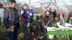 FINDIK UZMANI AHMET ELEVLİ ALAPLI FINDIK ÜRETİCİSİNE UYGULAMALI BUDAMAYI ANLATTI BÖLÜM 3 SON