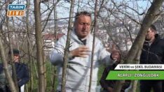 FINDIK UZMANI AHMET ELEVLİ ALAPLI’DA FINDIK ÜRETİCİSİNE UYGULAMALI BUDAMAYI ANLATTI BÖLÜM 1