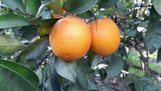 Bu sır narenciye üreticisinin gözünden kaçmadı.