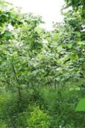 FINDIK ÜRETİCİSİ HACI DİKGÖZ KOKARCADAN UZAK YÜKSEK VERİM NASIL ALDIĞINI AÇIKLADI