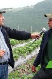 Yaylada Yetişen Lezzet: Viciklerin Doğal Çileği Yok Satıyor!