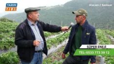 Yaylada Yetişen Lezzet: Viciklerin Doğal Çileği Yok Satıyor!