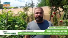Bafra’da Zeytin Bahçelerine İlgi Artıyor!