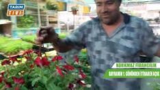 Korkmaz Fidancılık Olarak Bayrama Hazırız