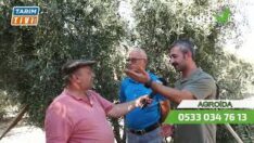 Aydın- Buharkent Agroida Bölge bayimiz Bilgen tarım zeytin ve incir üreticilerini ziyaret etti.