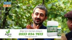 FINDIK DAL SAYISI NE OLMALI ?