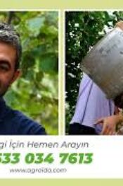 Fındık Ocaklarında Yanlış Budama, Ürün ve Ağaç Kayıplarına Yol Açıyor