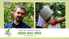 Fındık Ocaklarında Yanlış Budama, Ürün ve Ağaç Kayıplarına Yol Açıyor