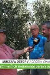 Zeytin sineği bu dönemde ciddi zarar verebilir.