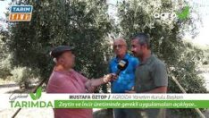 Zeytin sineği bu dönemde ciddi zarar verebilir.