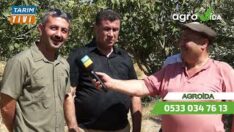 Zeytinyağı Fiyatlarında Rekor Beklenti: 200 TL’yi Aşacak